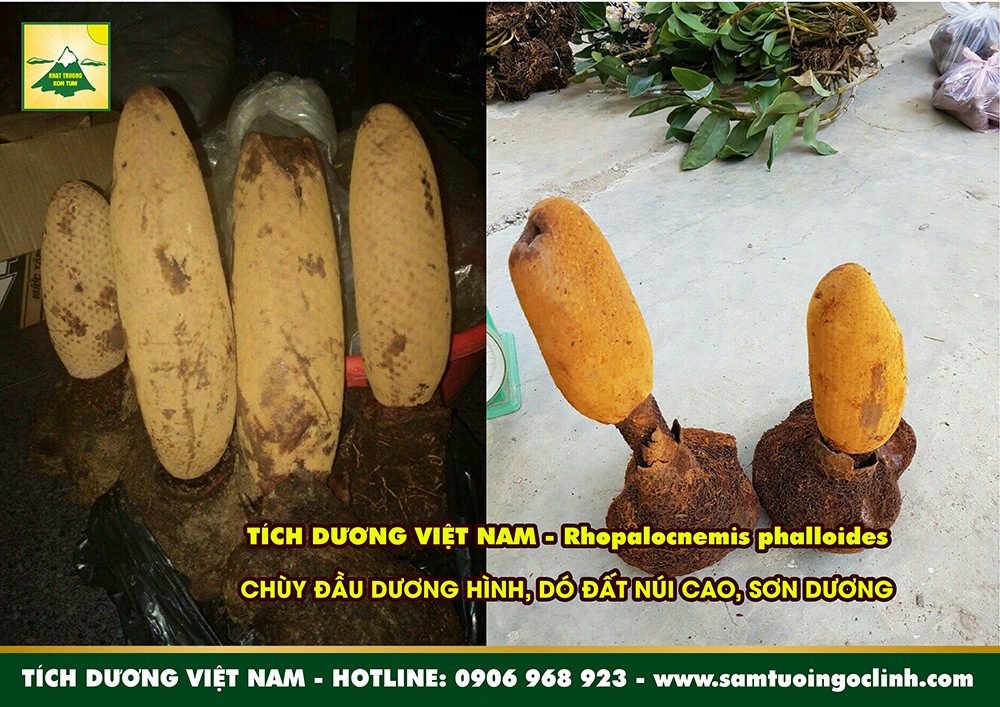 tích dương chùy đầu dương hình sơn đất gió đất núi cao (3)