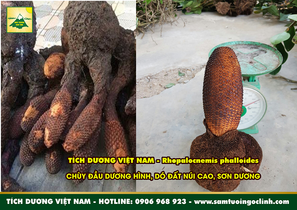 tích dương chùy đầu dương hình sơn đất gió đất núi cao (4)