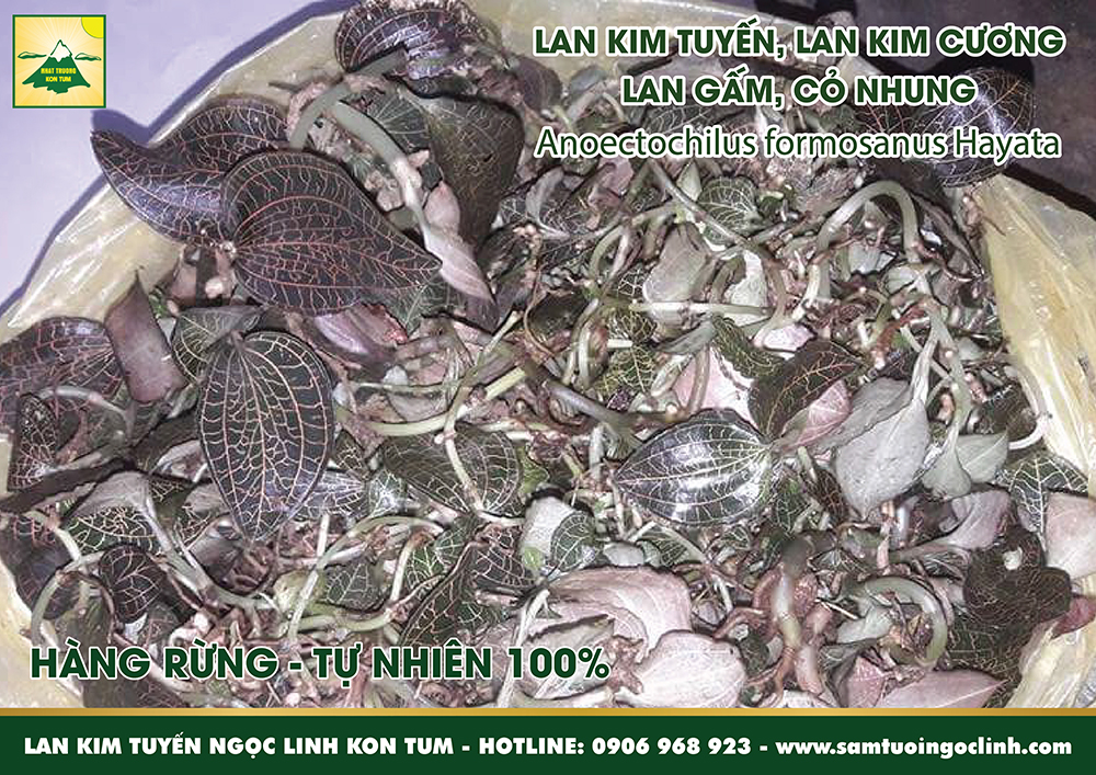 lan kim tuyến lan kim cương cỏ nhung lan gấm (1)