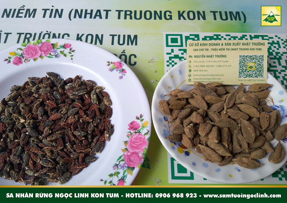 sa nhân rừng ngọc linh kon tum (4)