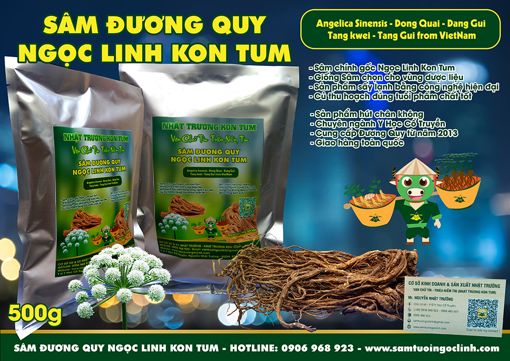 sâm đương quy kon tum ngọc linh (3)