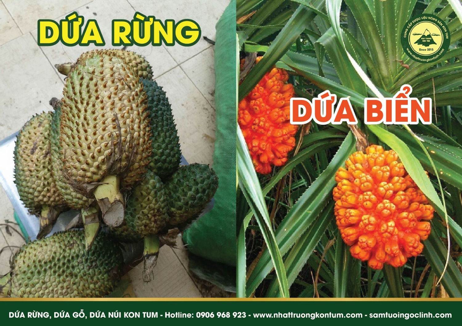 dứa rừng dứa núi dứa gỗ kon tum 08