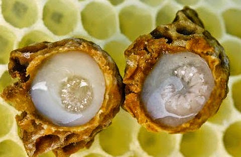 Sữa ong chúa là dịch tiết ra từ ong thợ để làm thức ăn nuôi ấu trùng ong chúa.