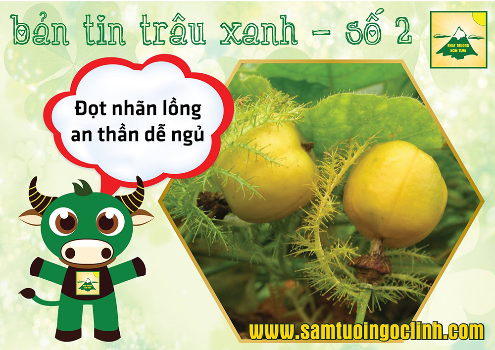 bản tin trâu xanh