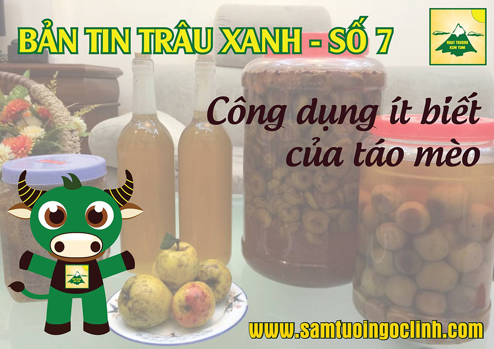 bản tin trâu xanh