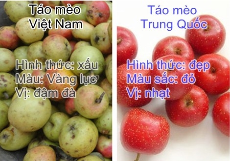 táo mèo việt nam