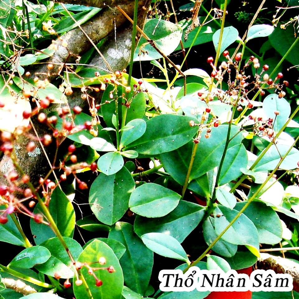 thổ nhân sâm