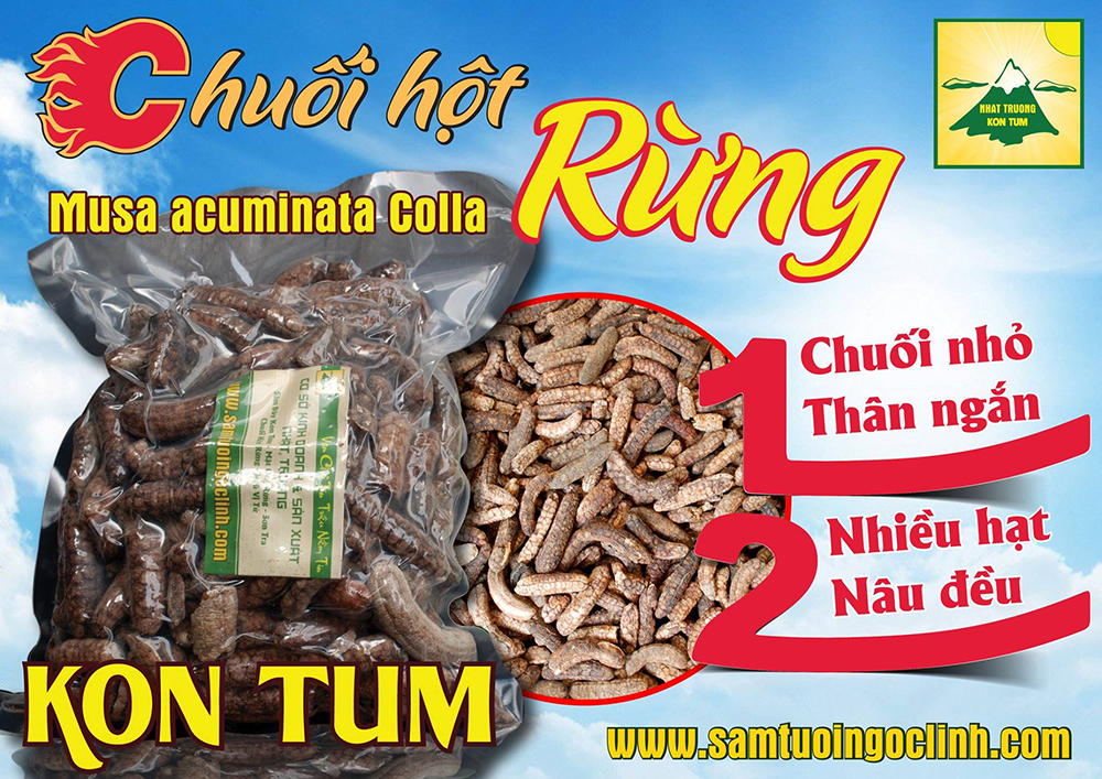 chuối hột rừng