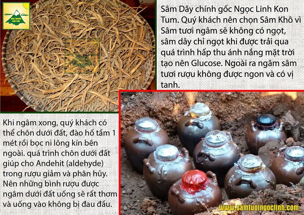 ngâm rượu sâm dây kon tum (2)