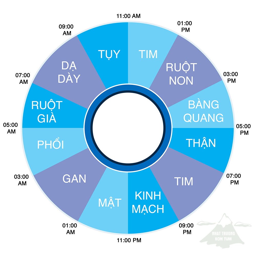 khung giờ làm việc của nội tạng