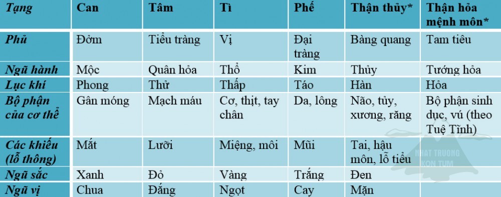 lục phủ ngũ tạng 2