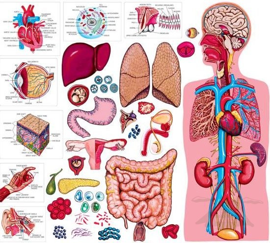 Nghiên cứu về Lục Phủ Ngũ Tạng