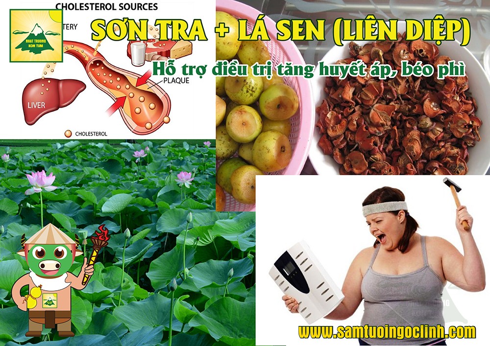 Giảm cân sơn tra lá sen