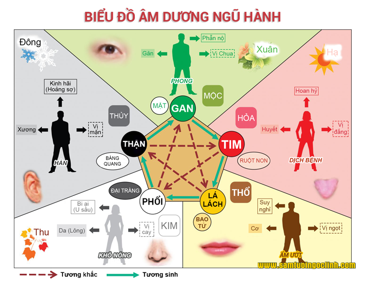 biểu đồ âm dương ngũ hành