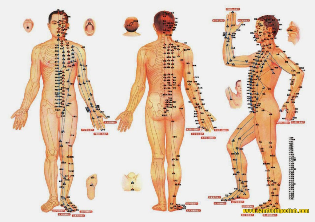 đường kinh lạc cơ thể người