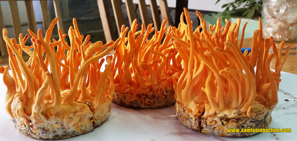 Cordyceps militaris nhộng trùng thảo