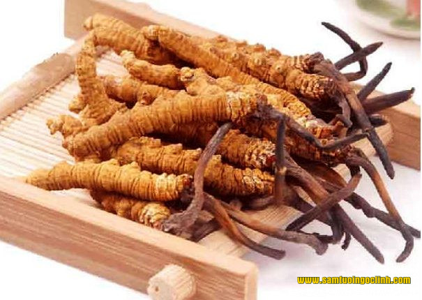 Cordyceps sinensis đông trùng hạ thảo 3