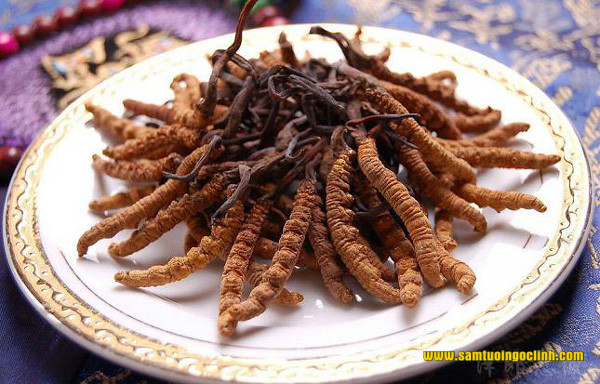 Cordyceps sinensis đông trùng hạ thảo 4