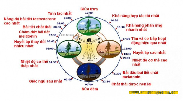 giờ hoạt động cơ quan trong cơ thể 1