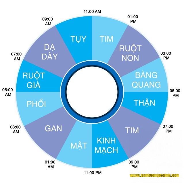 giờ hoạt động cơ quan trong cơ thể 2