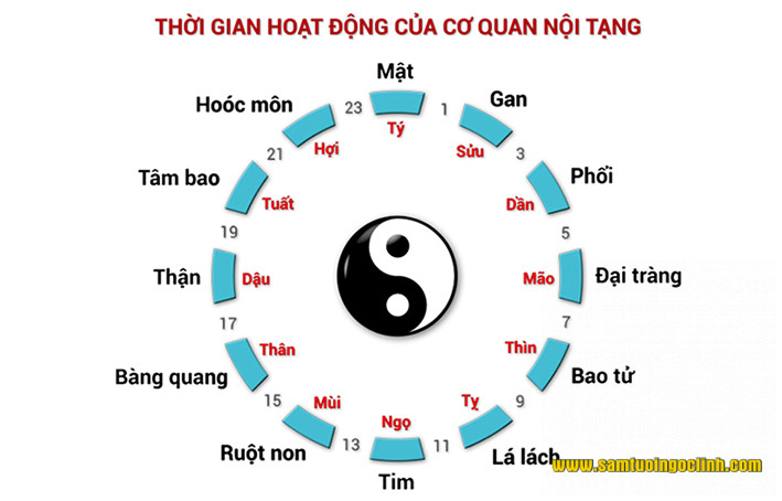 Hiểu hoạt động của cơ thể trong 24 giờ, bạn sẽ rút ra một chế độ ăn uống và ngủ nghỉ hợp lý