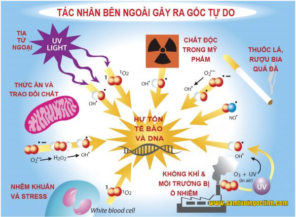 gốc tự do 4