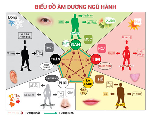 lục phủ ngũ tạng