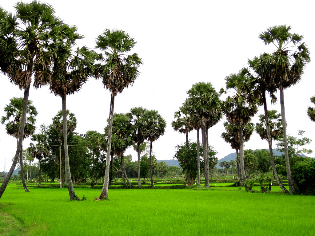 vườn thốt nốt an giang