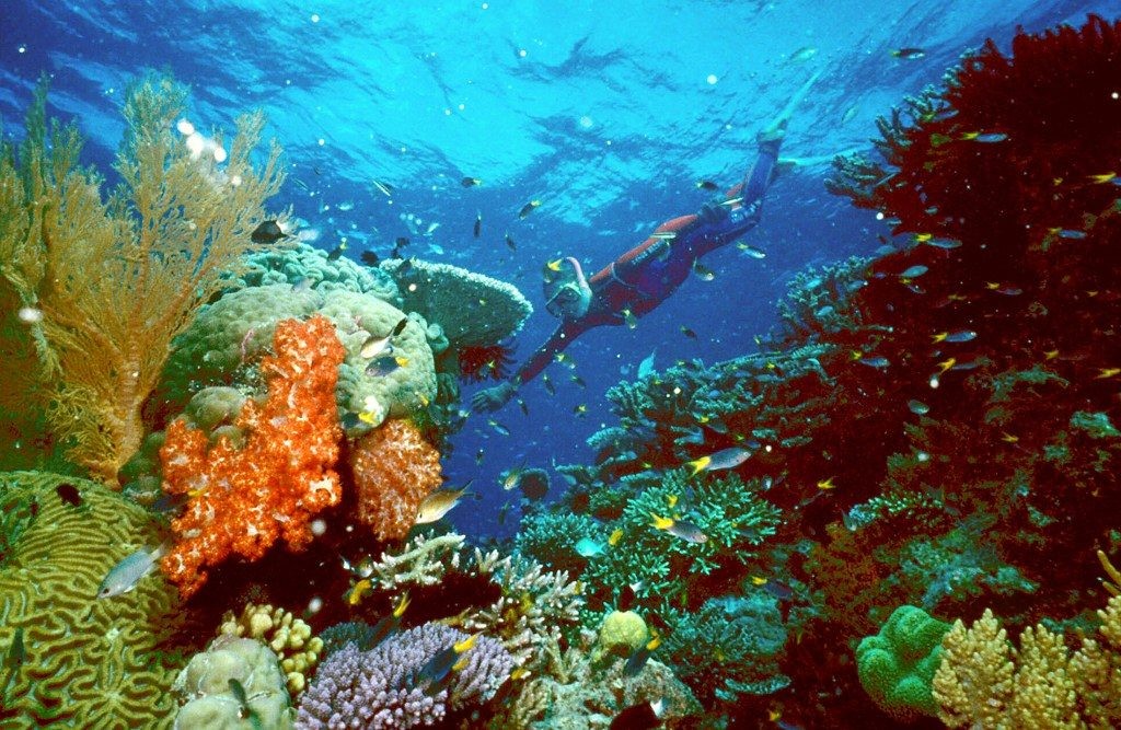 Lặn ở vùng biển Coral trong xanh ở Úc