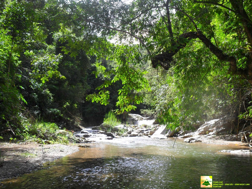 Kon Tum làm giàu từ cây sâm ngọc linh