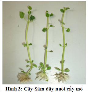 Quy trình kỹ thuật nhân giống cây sâm dây Kon Tum bằng phương pháp nuôi cấy mô