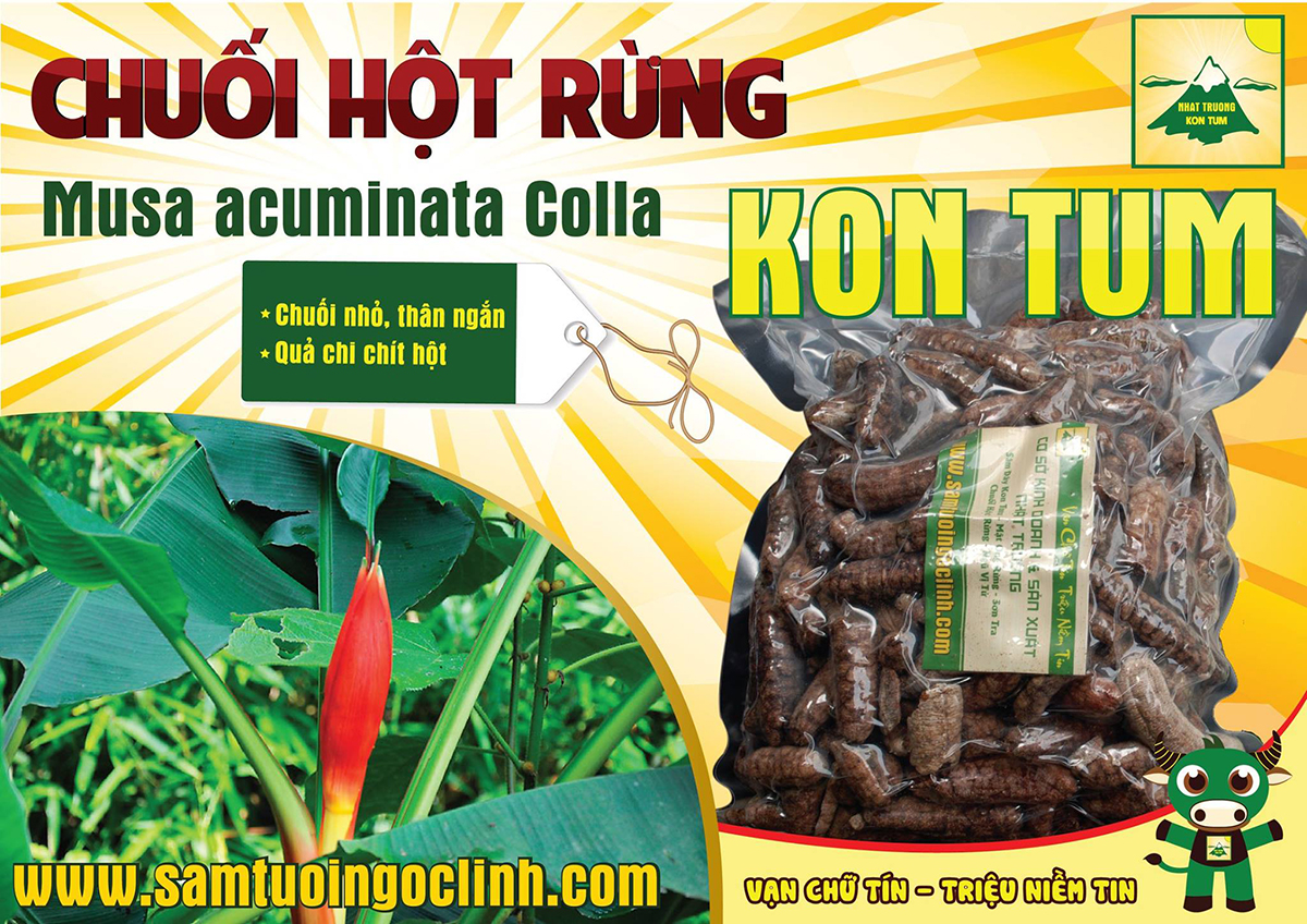 chuối hột rừng