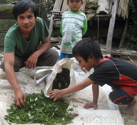 tiêu rừng kon tum