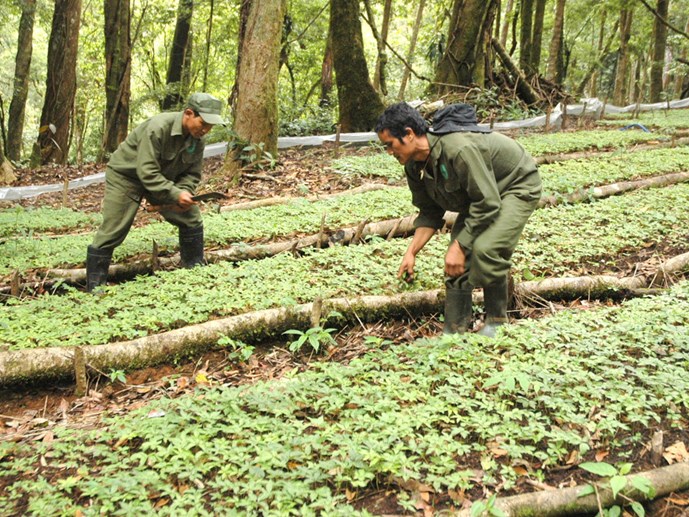 Vườn sâm Ngọc Linh trồng dưới tán rừng của Công ty cổ phần sâm Ngọc Linh