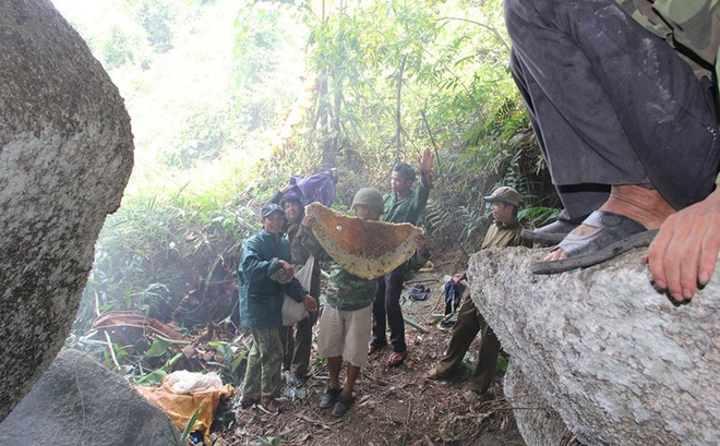 săn mật ong rừng