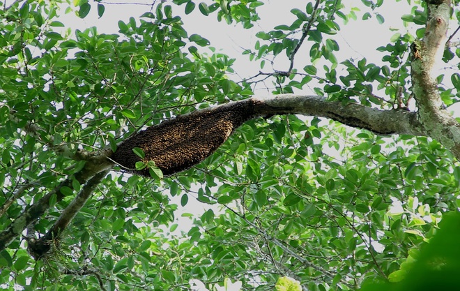 săn mật ong rừng