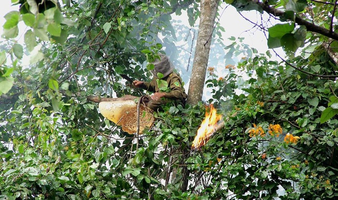 săn mật ong rừng