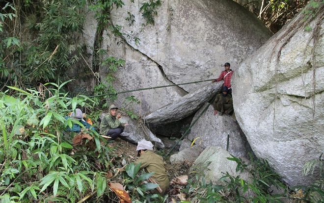 săn mật ong rừng