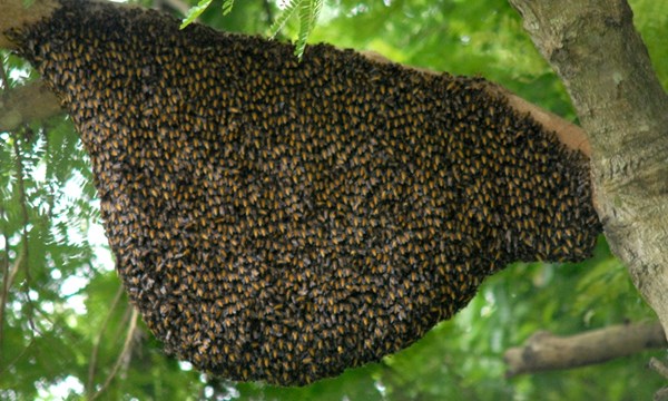 mật ong rừng