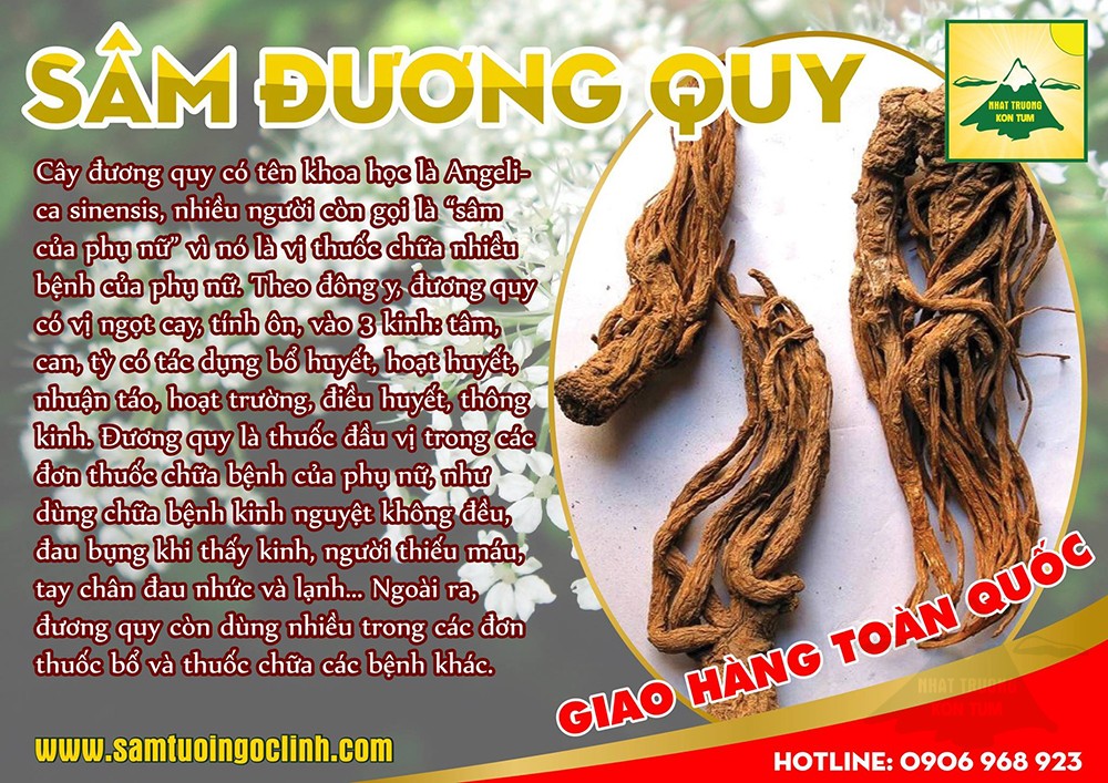 sâm đương quy 2