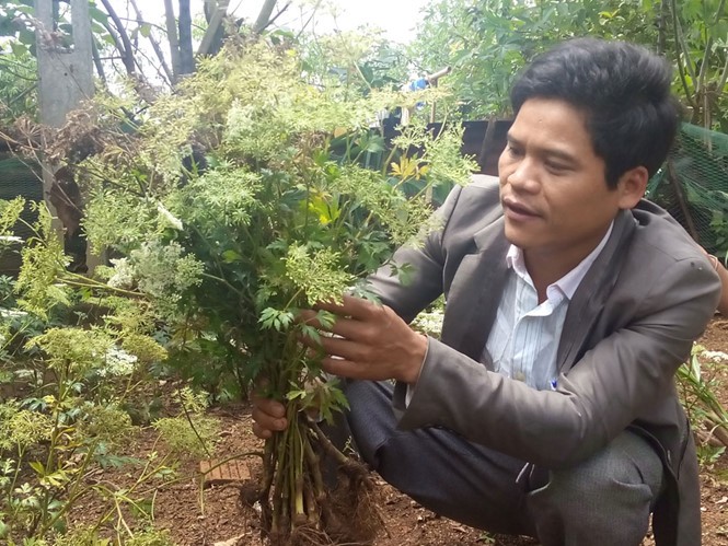 Cây sâm đương quy của gia đình A Biên - Ảnh: Phạm Anh