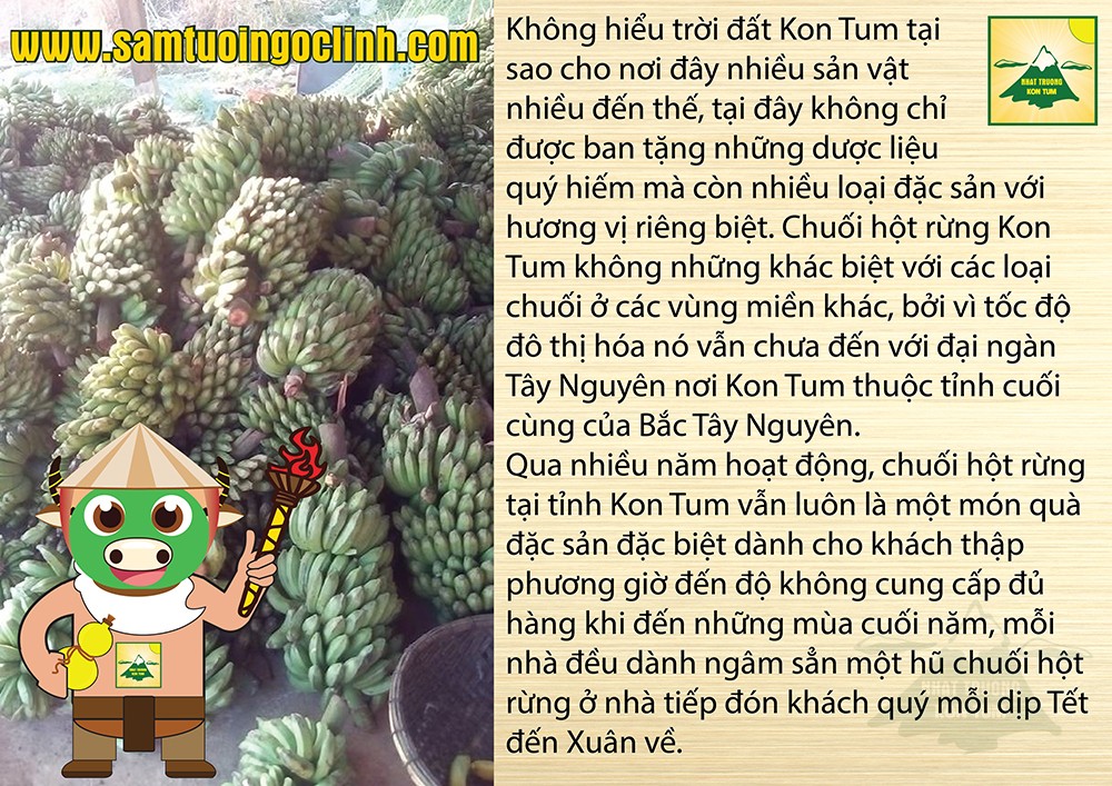 chuối hột rừng (1)