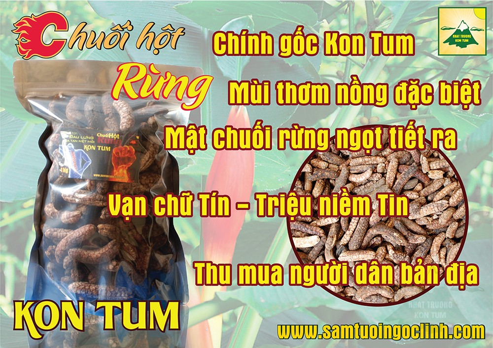 Phân biệt Chuối hột rừng Kon Tum và  làm...