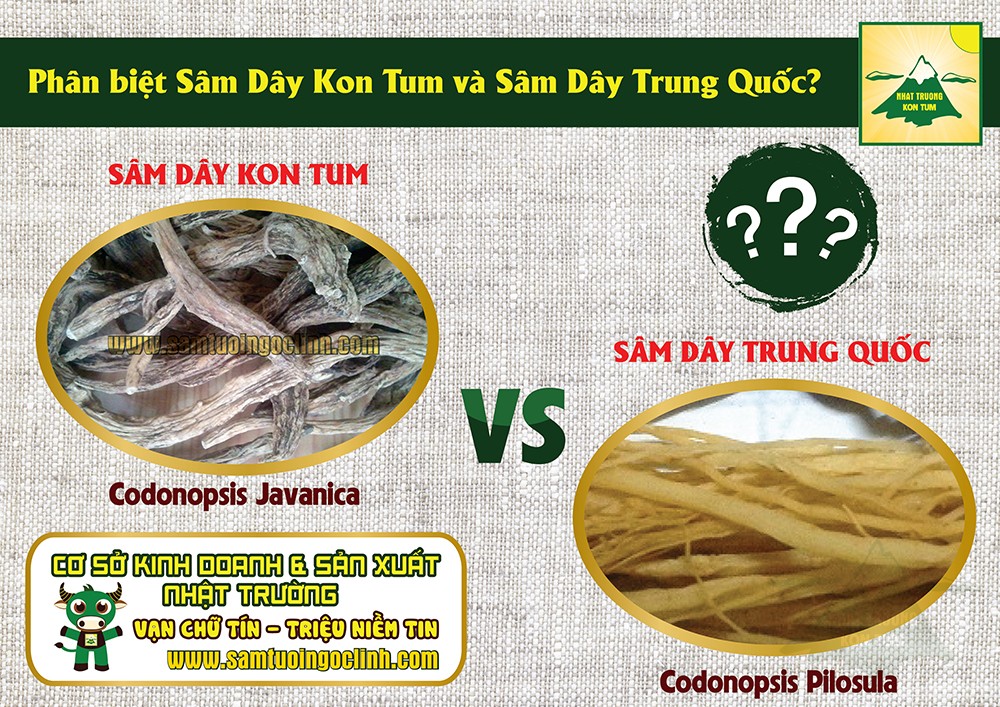 phân biệt đảng sâm nam với đảng sâm bắc