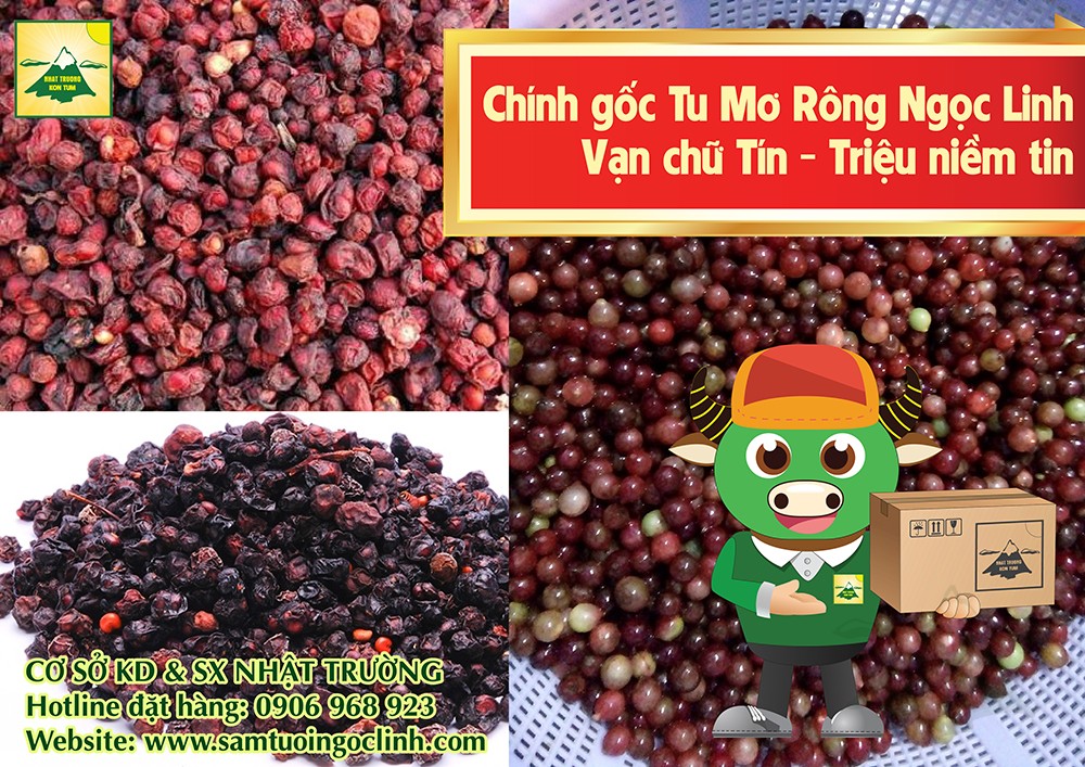 Theo Cây thuốc và Vị thuốc Việt Nam của giáo sư Đỗ Tất Lợi thì trong Đông Y Ngũ Vị Tử là một dược liệu quý bổ thận dùng trong những thân thể mệt mỏi