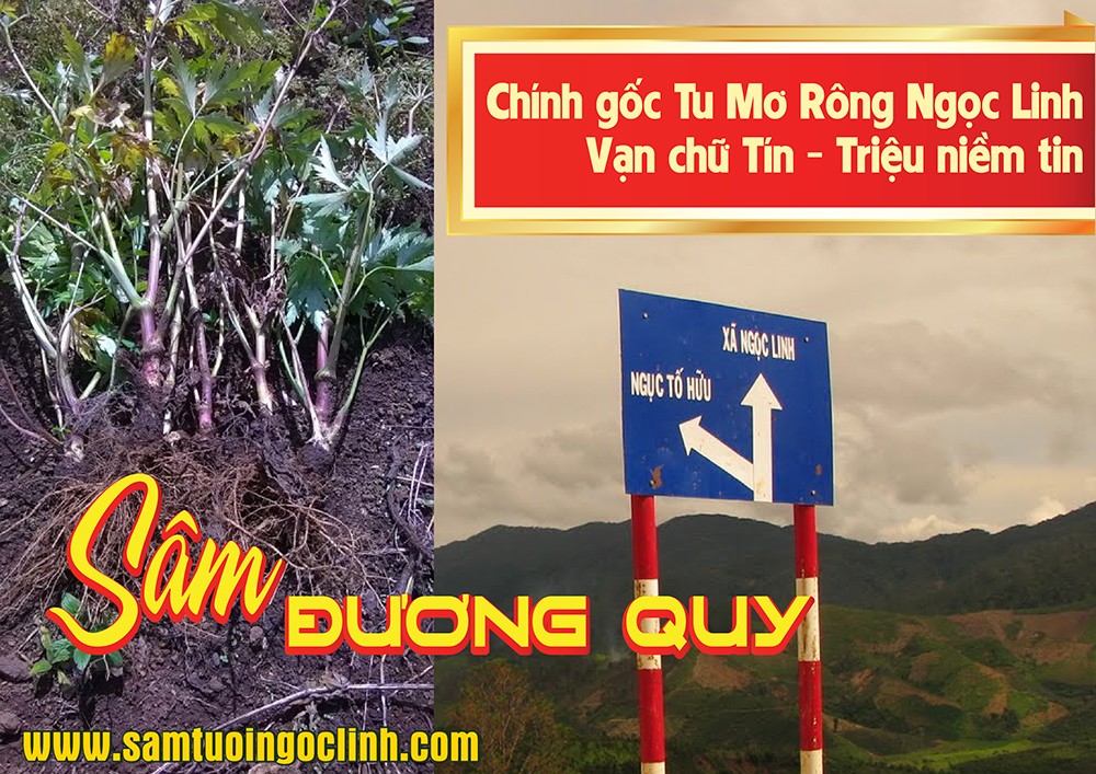 sâm đương quy ngọc linh kon tum (2)