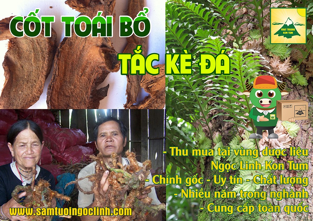 cốt toái bổ tắc kè đá kon tum nhật trường (2)