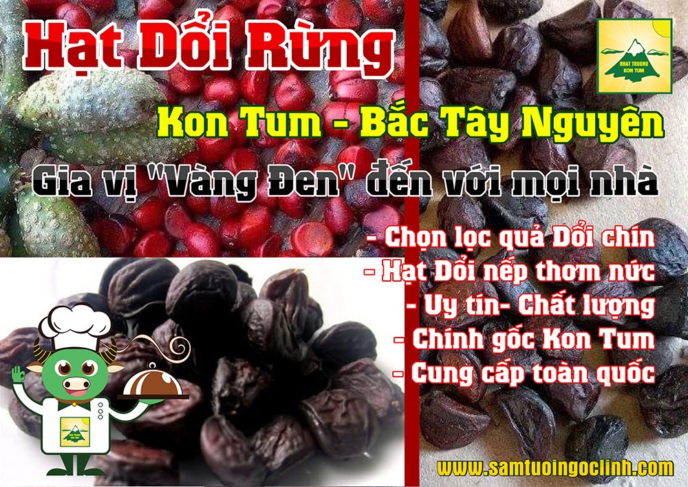 hạt dổi rừng tây nguyên kon tum nhật trường (3)