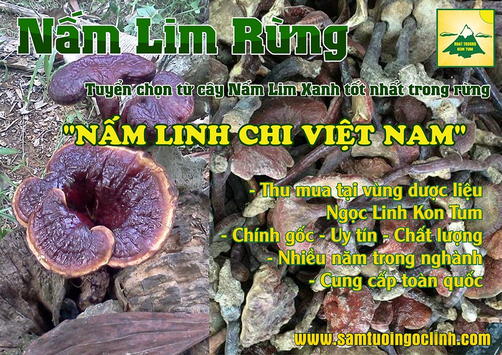 nam linh xanh rung kon tum nhat truong 4