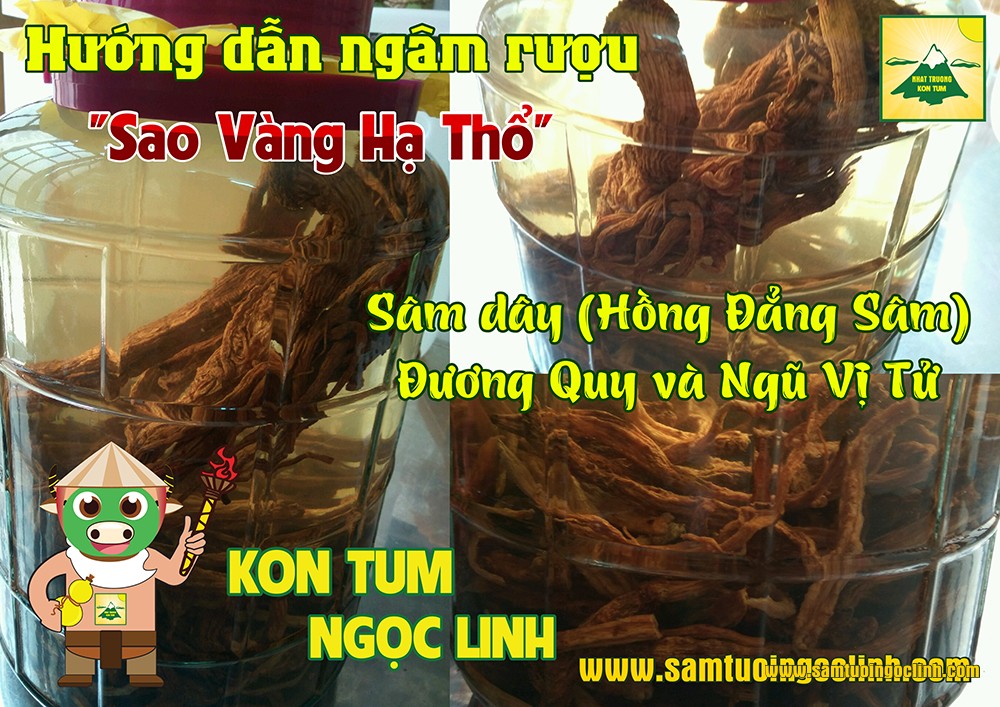 Sâm Dây hay Hồng Đẳng Sâm là vị bổ khí, trong Đông Y cho rằng khi sâm có tác dụng bồi bổ cơ thể nhưng để đưa đi khắp cơ thể thì cần một vị hoạt huyết, thì đương quy là một vị như vậy